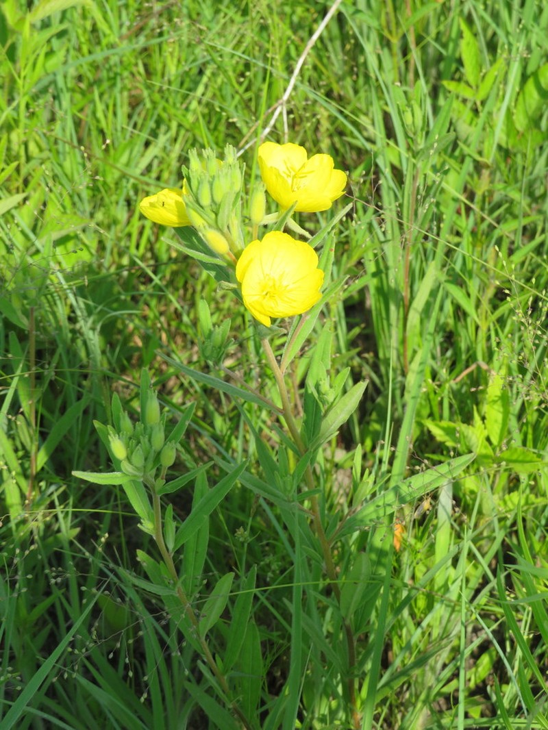 Oenothera sessilis photo 8