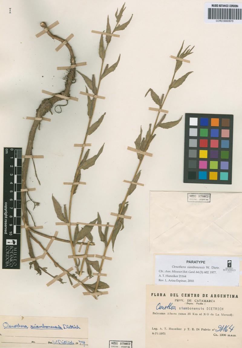 Oenothera siambonensis
