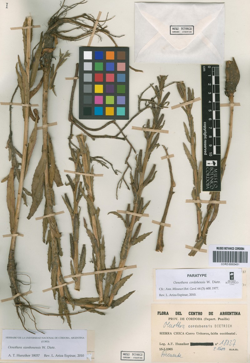 Oenothera siambonensis photo 2