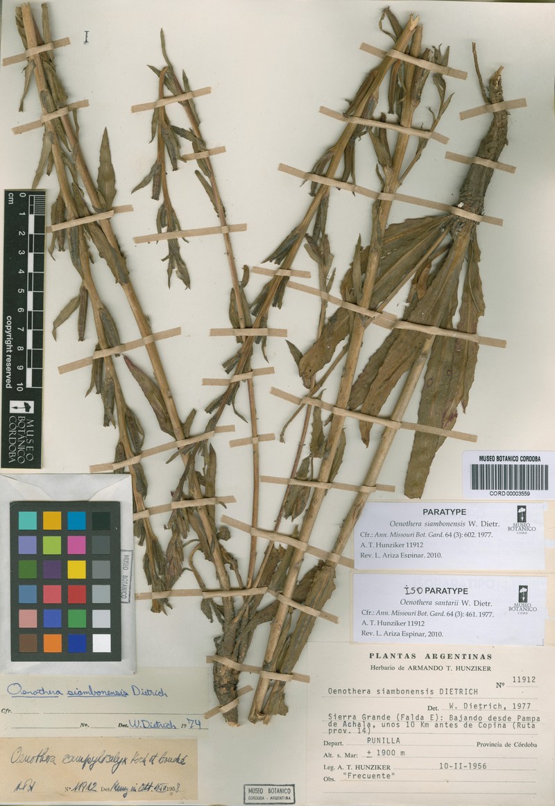 Oenothera siambonensis photo 3