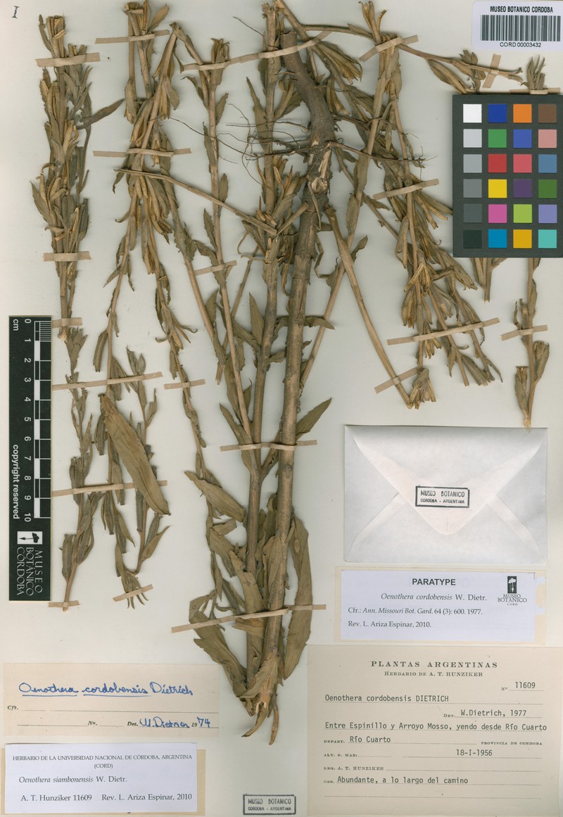 Oenothera siambonensis photo 4