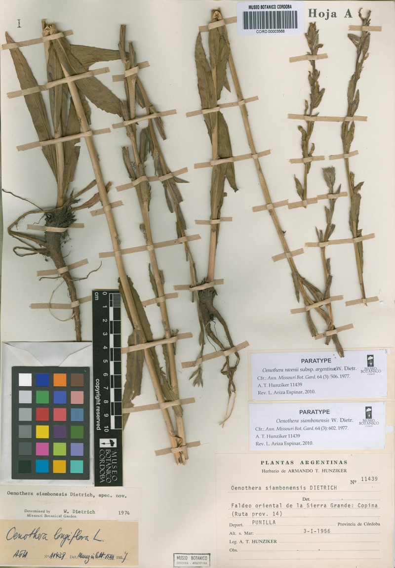 Oenothera siambonensis photo 5