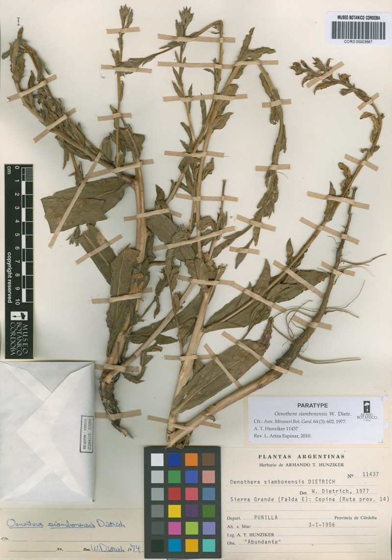 Oenothera siambonensis photo 6