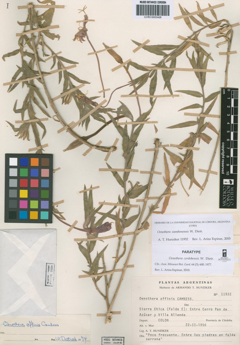 Oenothera siambonensis photo 7