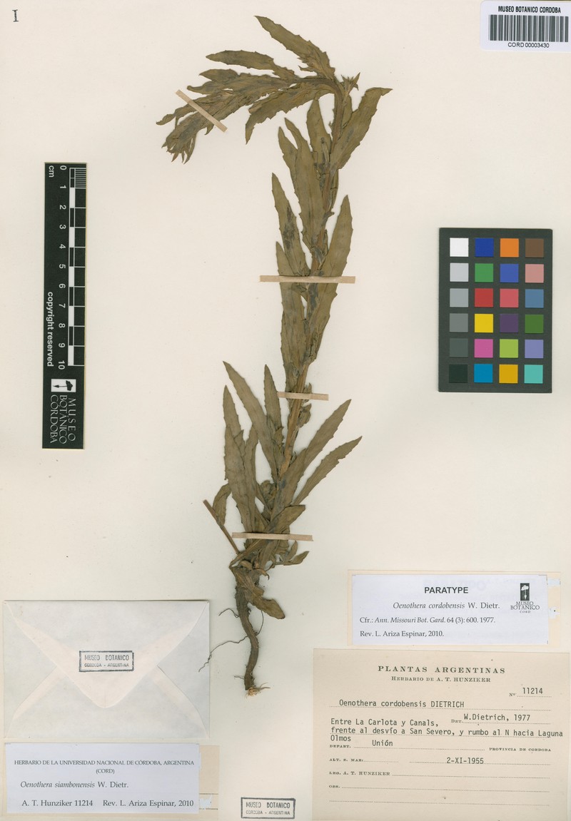 Oenothera siambonensis photo 8