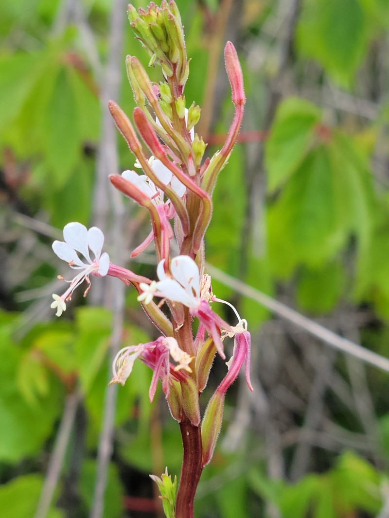Southern Beeblossom photo 2