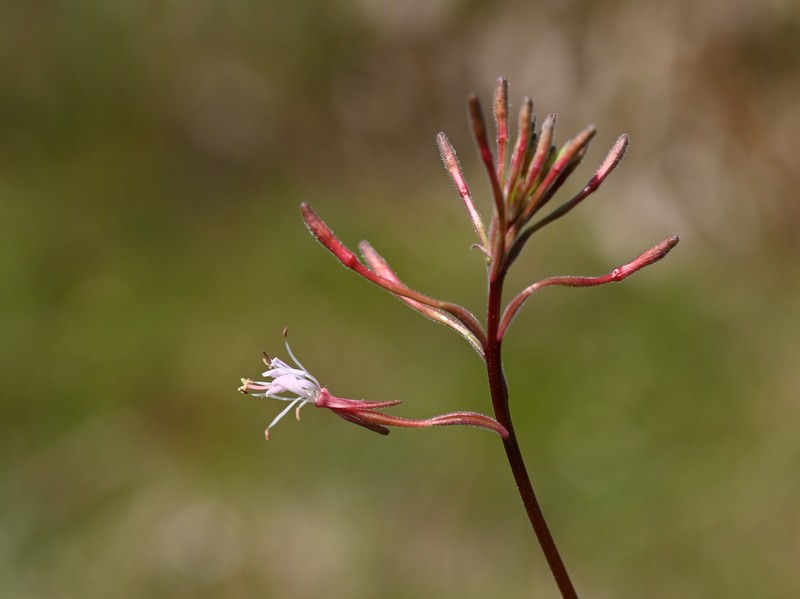 Southern Beeblossom photo 3