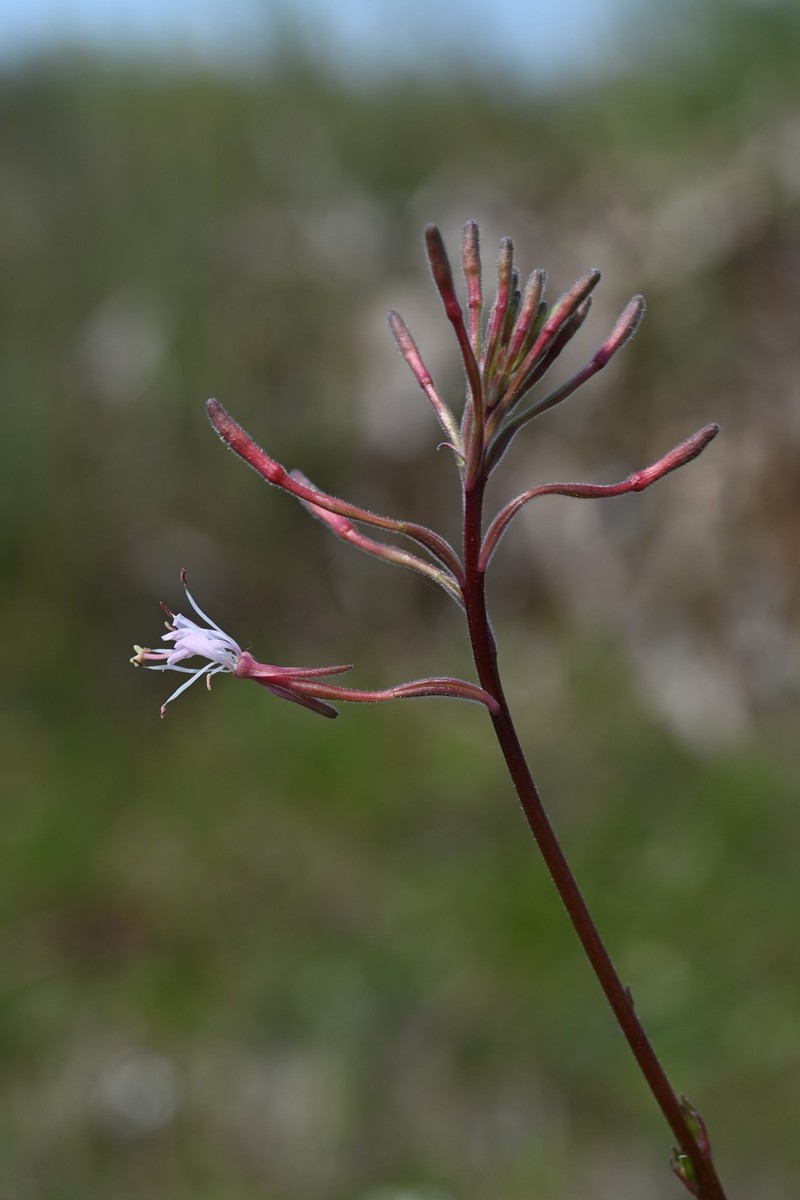 Southern Beeblossom photo 4