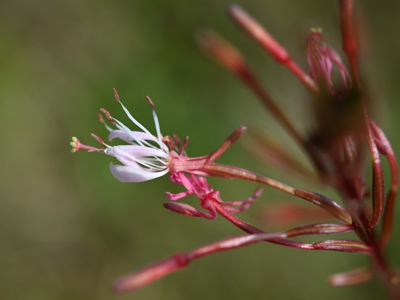 Southern Beeblossom photo 5