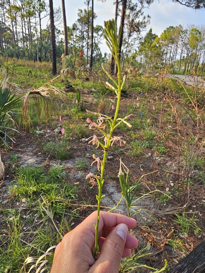 Southern Beeblossom photo 2
