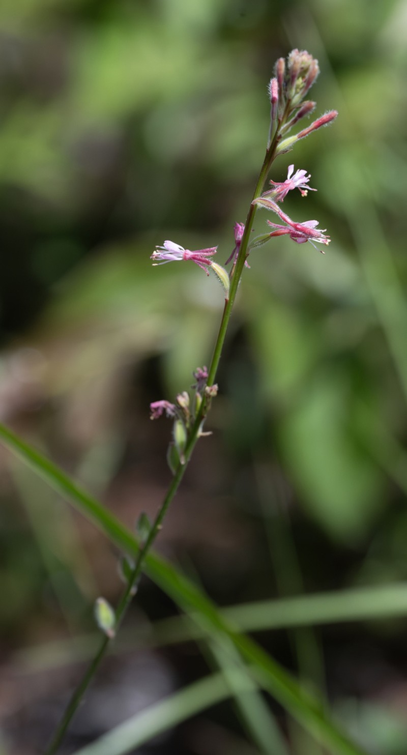 Southern Beeblossom photo 3
