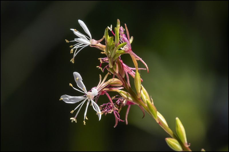 Southern Beeblossom photo 5