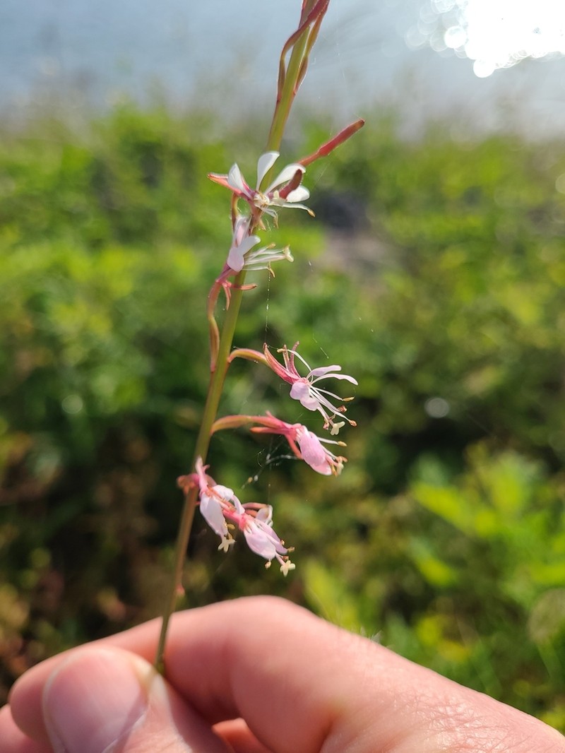 Southern Beeblossom photo 6