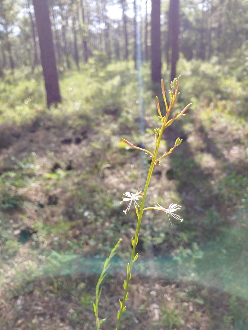Southern Beeblossom photo 7