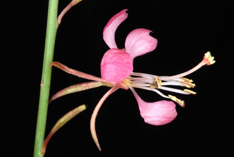 Wavyleaf Beeblossom photo 3