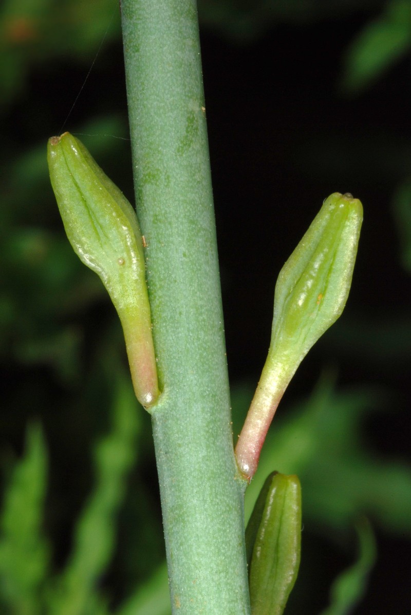 Wavyleaf Beeblossom photo 4