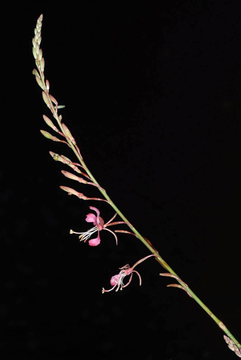 Wavyleaf Beeblossom photo 5