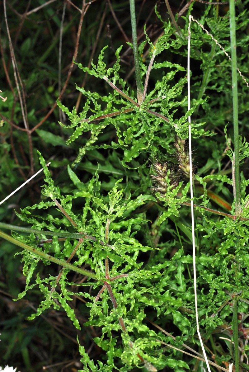Wavyleaf Beeblossom photo 6