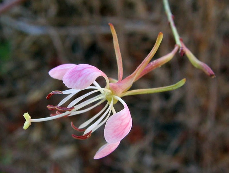 Wavyleaf Beeblossom