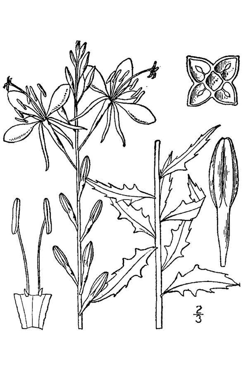 Wavyleaf Beeblossom photo 2