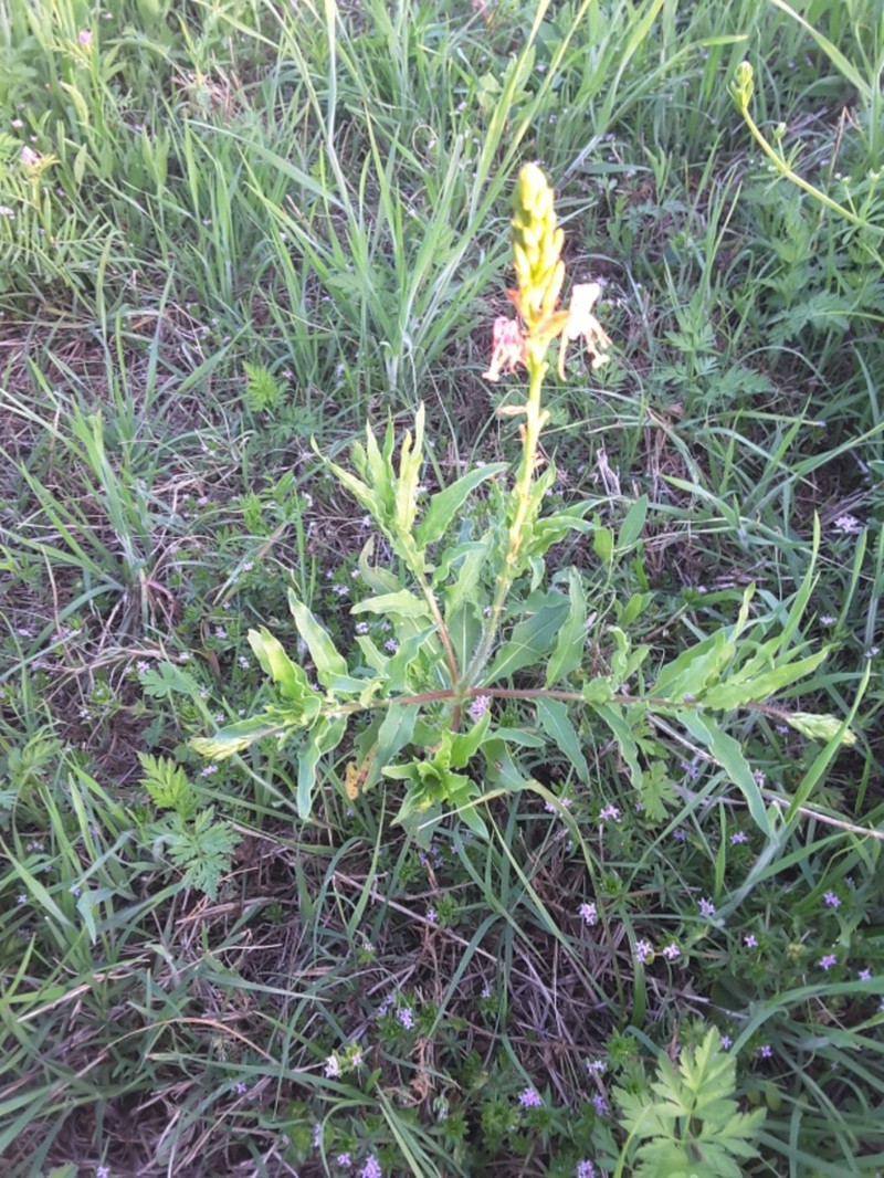 Wavyleaf Beeblossom photo 5