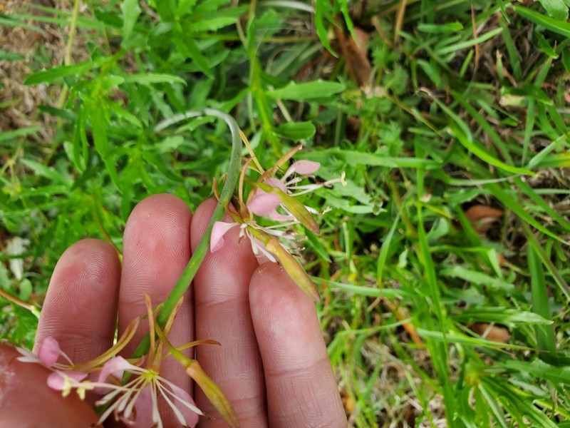 Wavyleaf Beeblossom photo 6