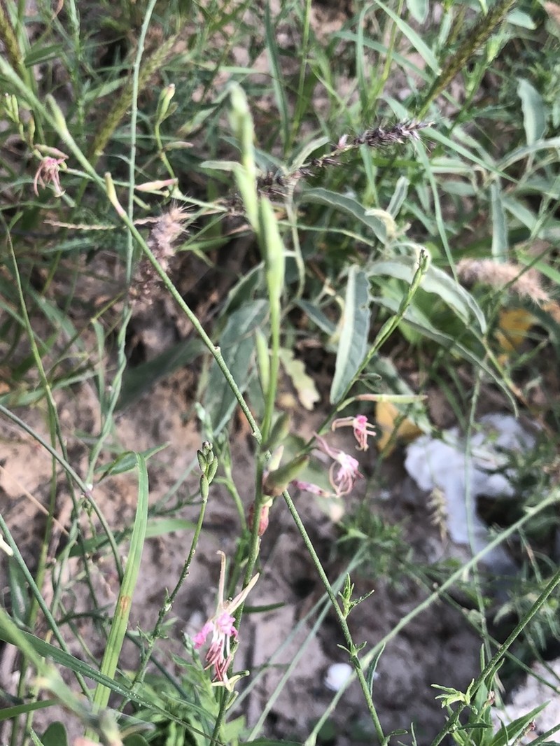 Wavyleaf Beeblossom photo 8