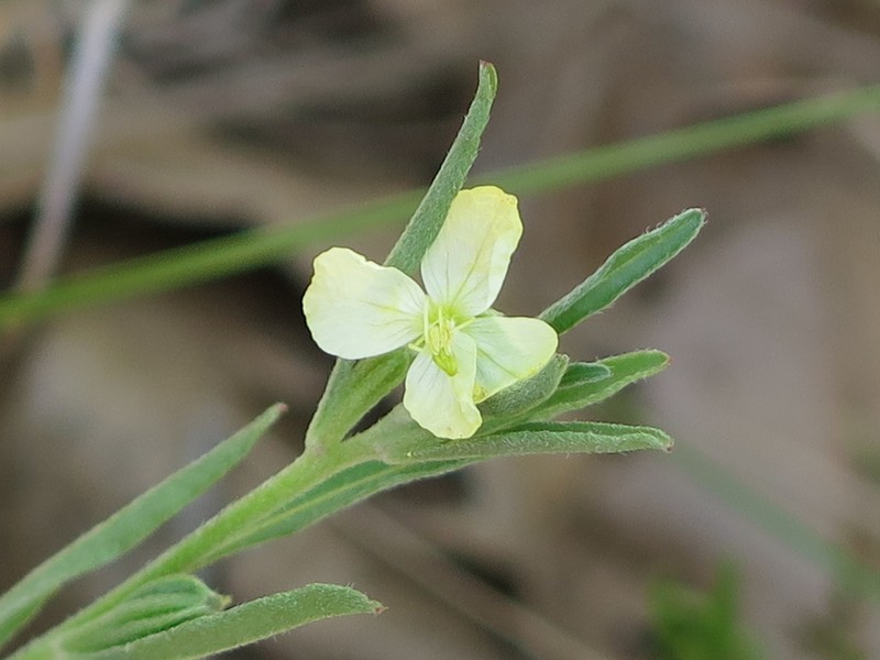 Spach's Evening Primrose