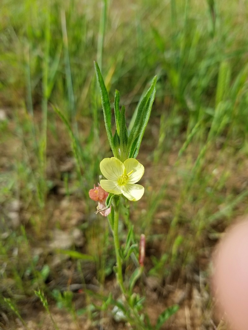 Spach's Evening Primrose photo 2