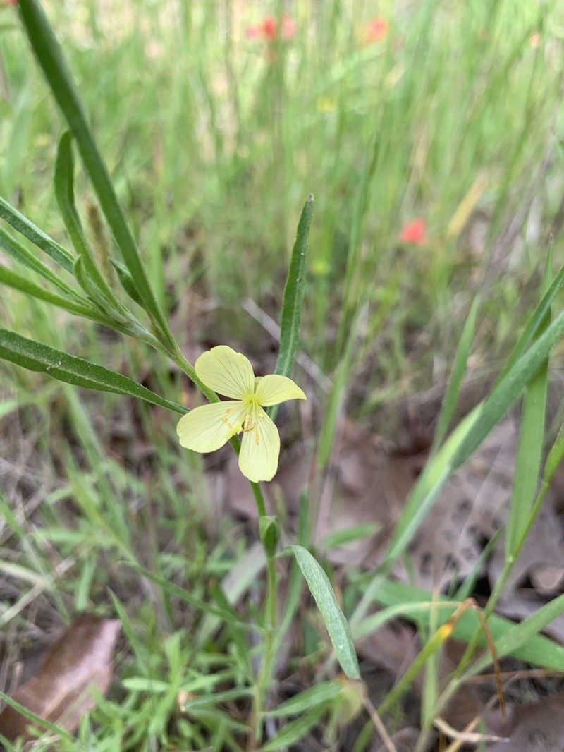Spach's Evening Primrose photo 3