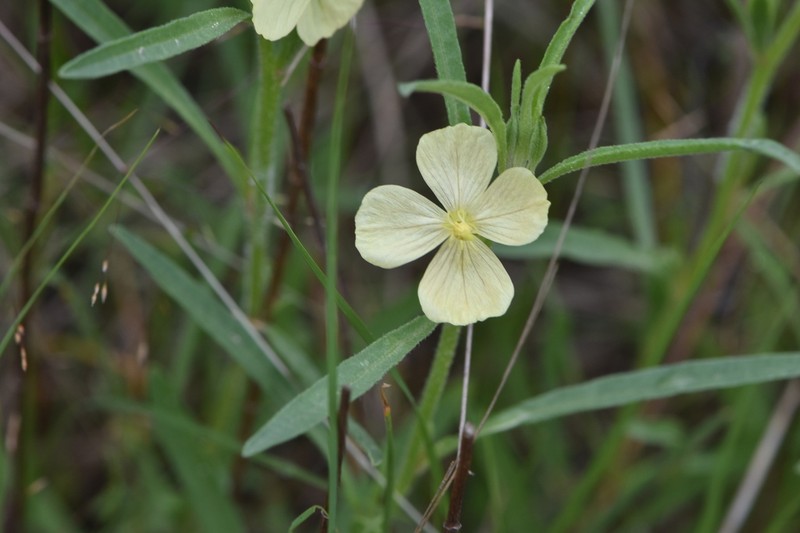Spach's Evening Primrose photo 4