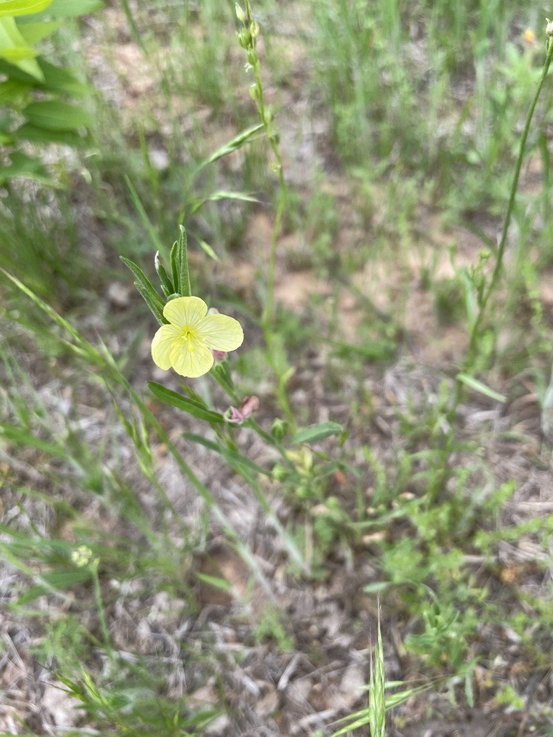 Spach's Evening Primrose photo 5