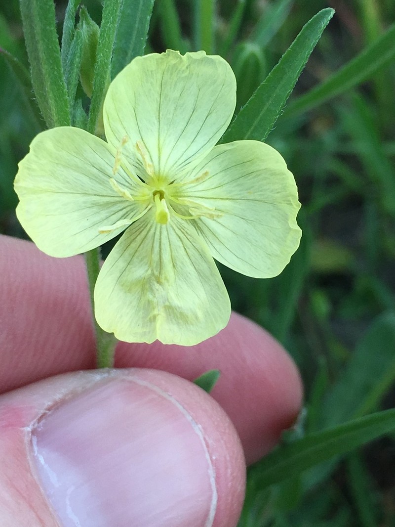 Spach's Evening Primrose photo 6
