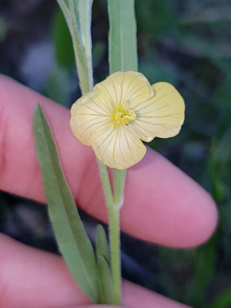 Spach's Evening Primrose photo 7