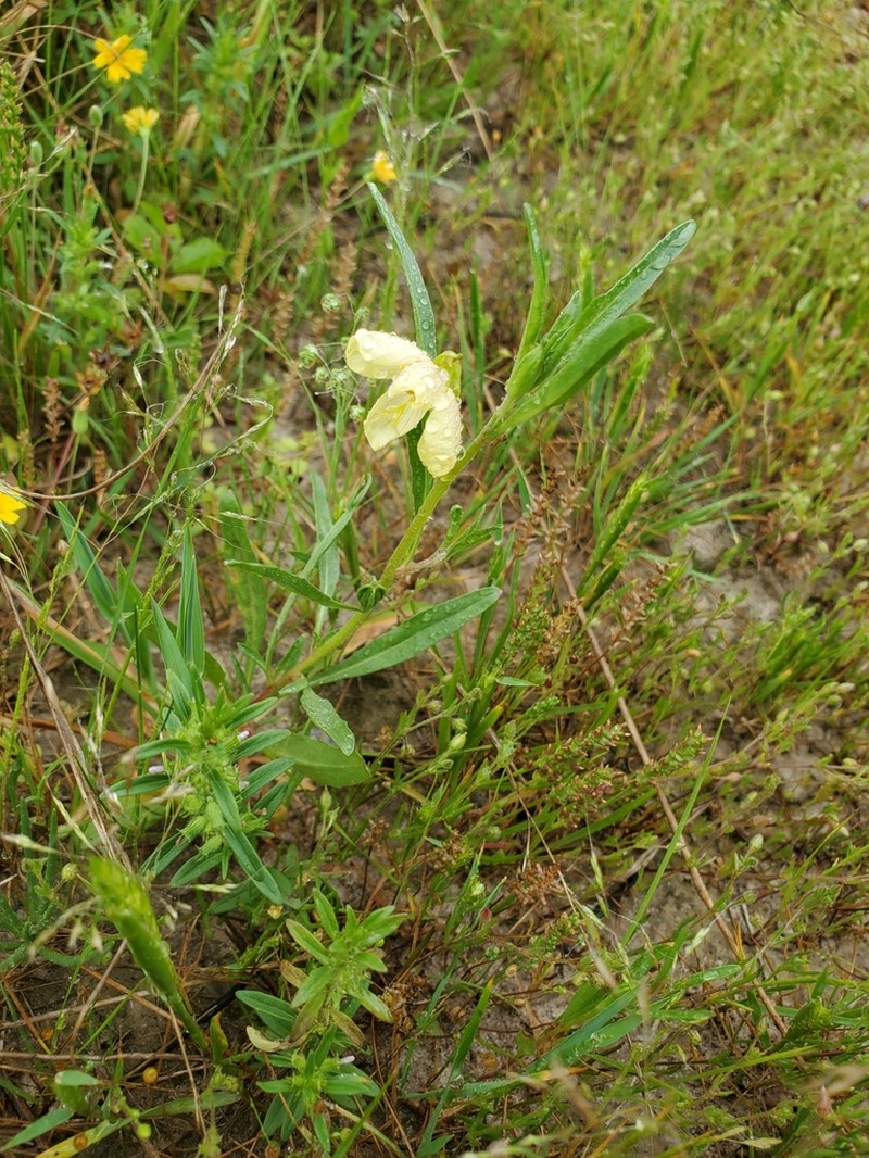 Spach's Evening Primrose photo 8