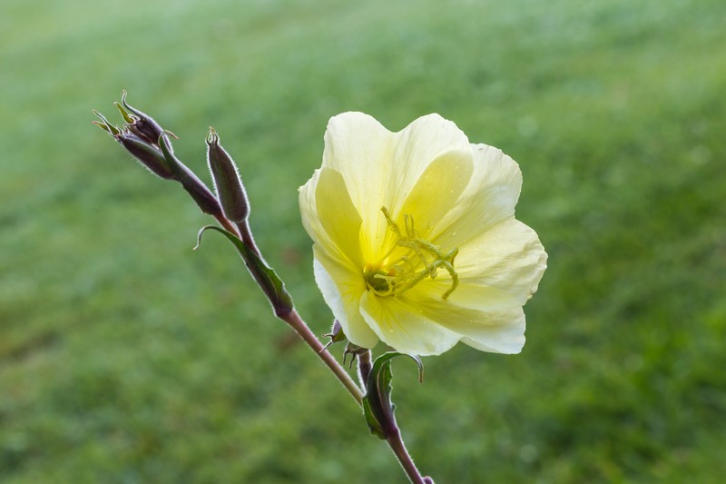 Chilean Evening Primrose