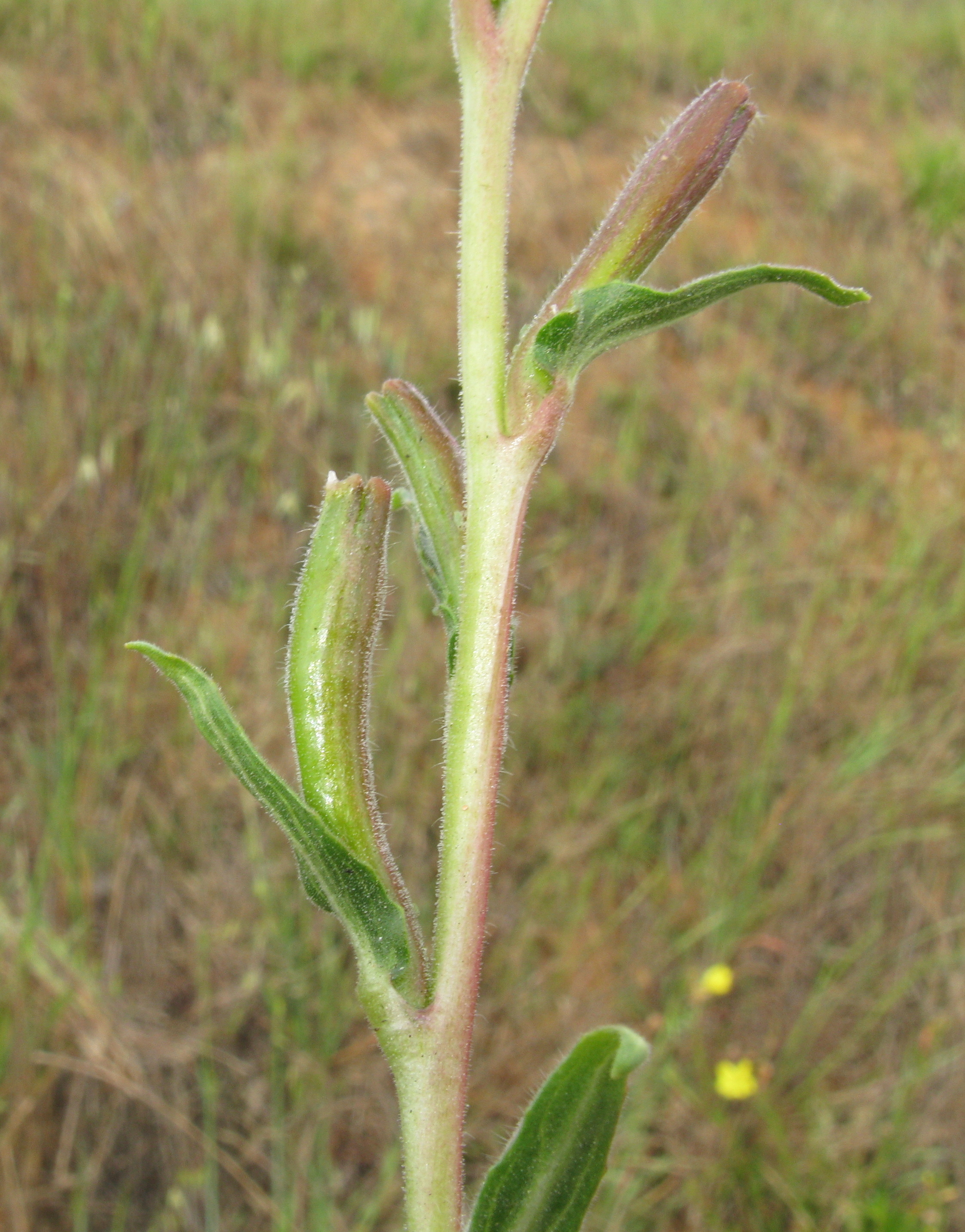 Chilean Evening Primrose photo 2