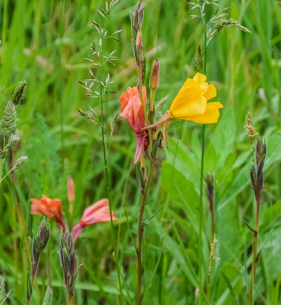 Chilean Evening Primrose photo 3