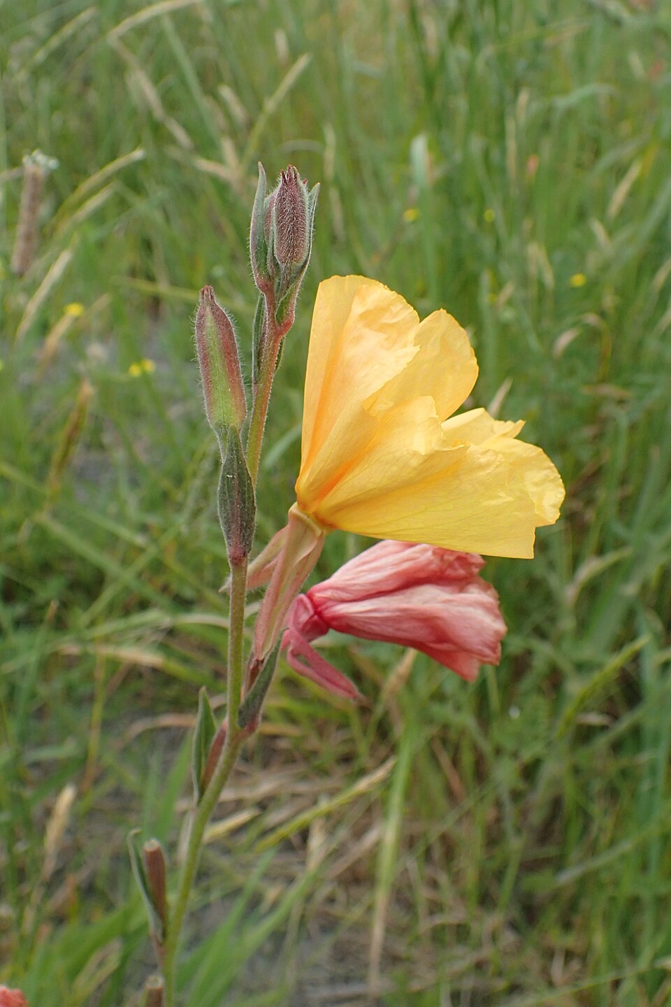 Chilean Evening Primrose photo 4