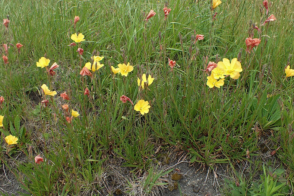 Chilean Evening Primrose photo 5