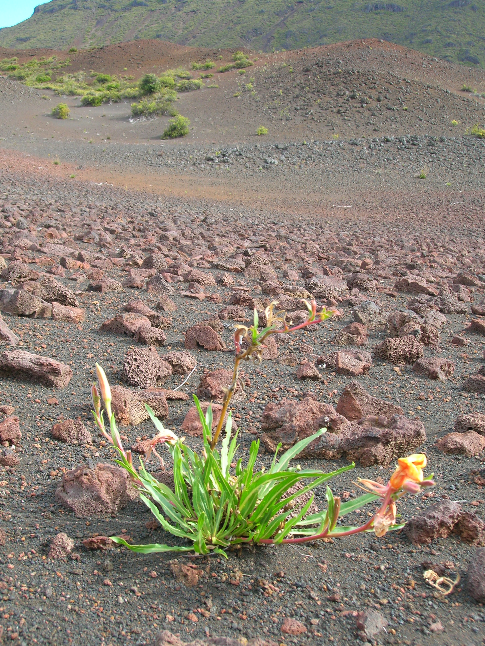 Chilean Evening Primrose photo 6