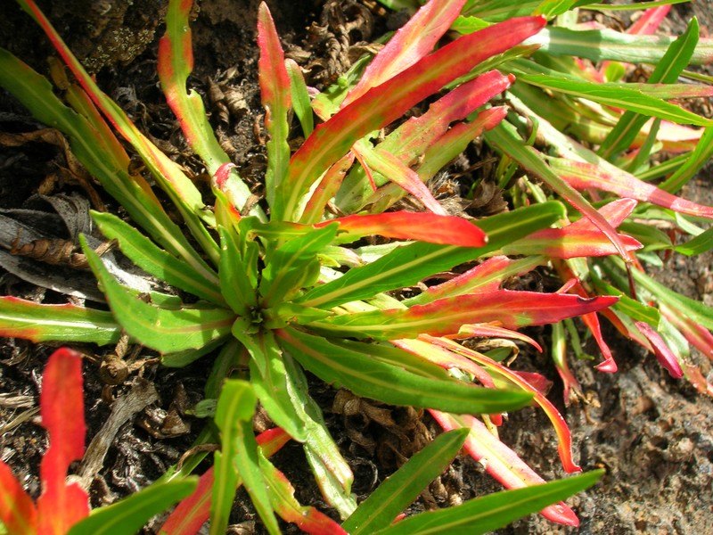 Chilean Evening Primrose photo 8