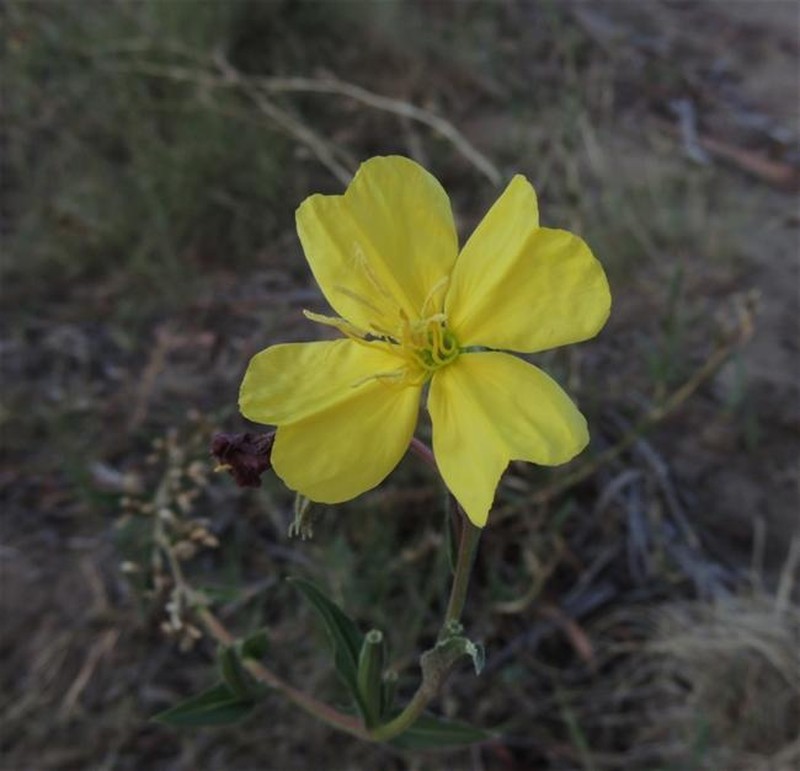 Oenothera stricta subsp. stricta