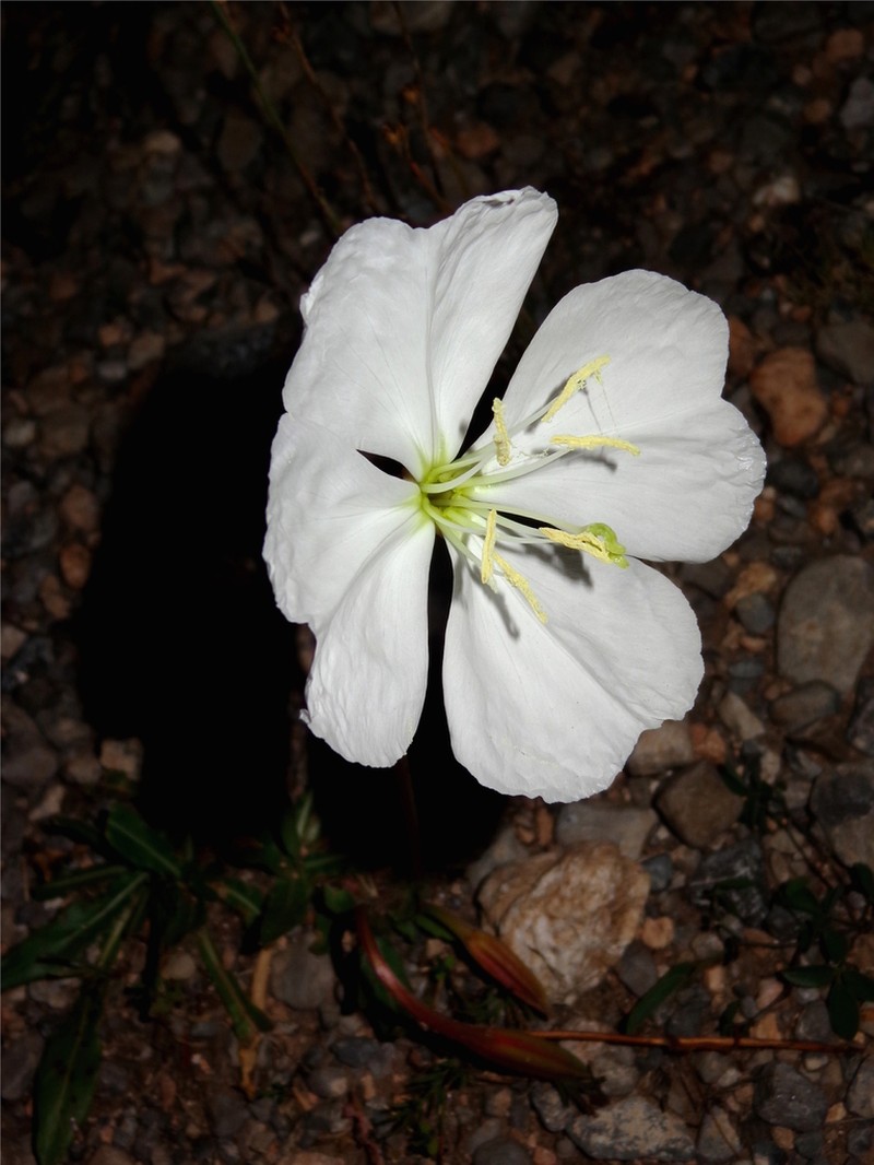 Oenothera stubbei