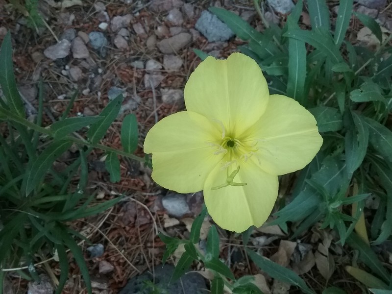 Oenothera stubbei photo 2