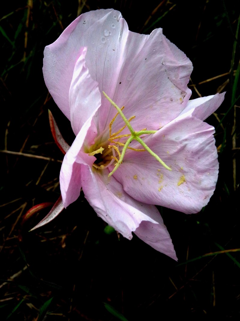 Oenothera stubbei photo 3