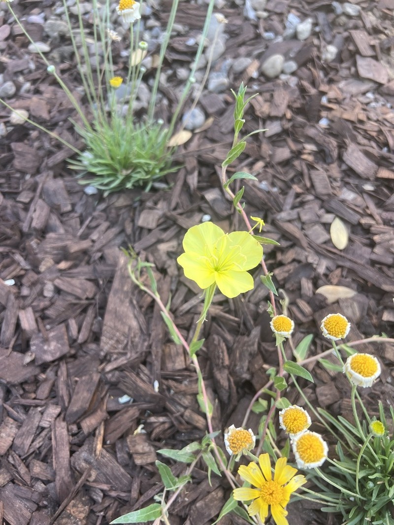 Oenothera stubbei photo 4