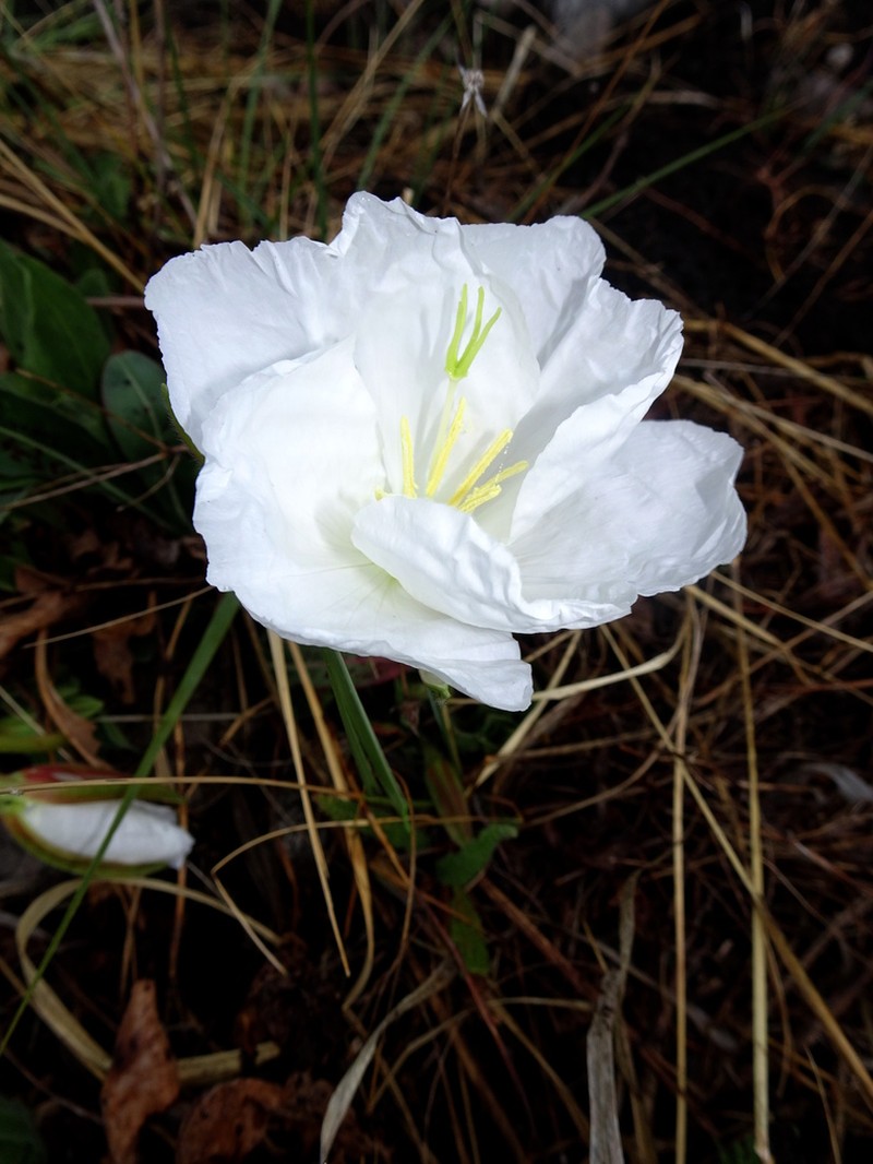 Oenothera stubbei photo 5
