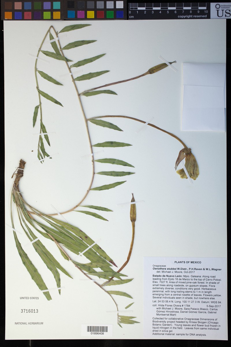 Oenothera stubbei photo 6