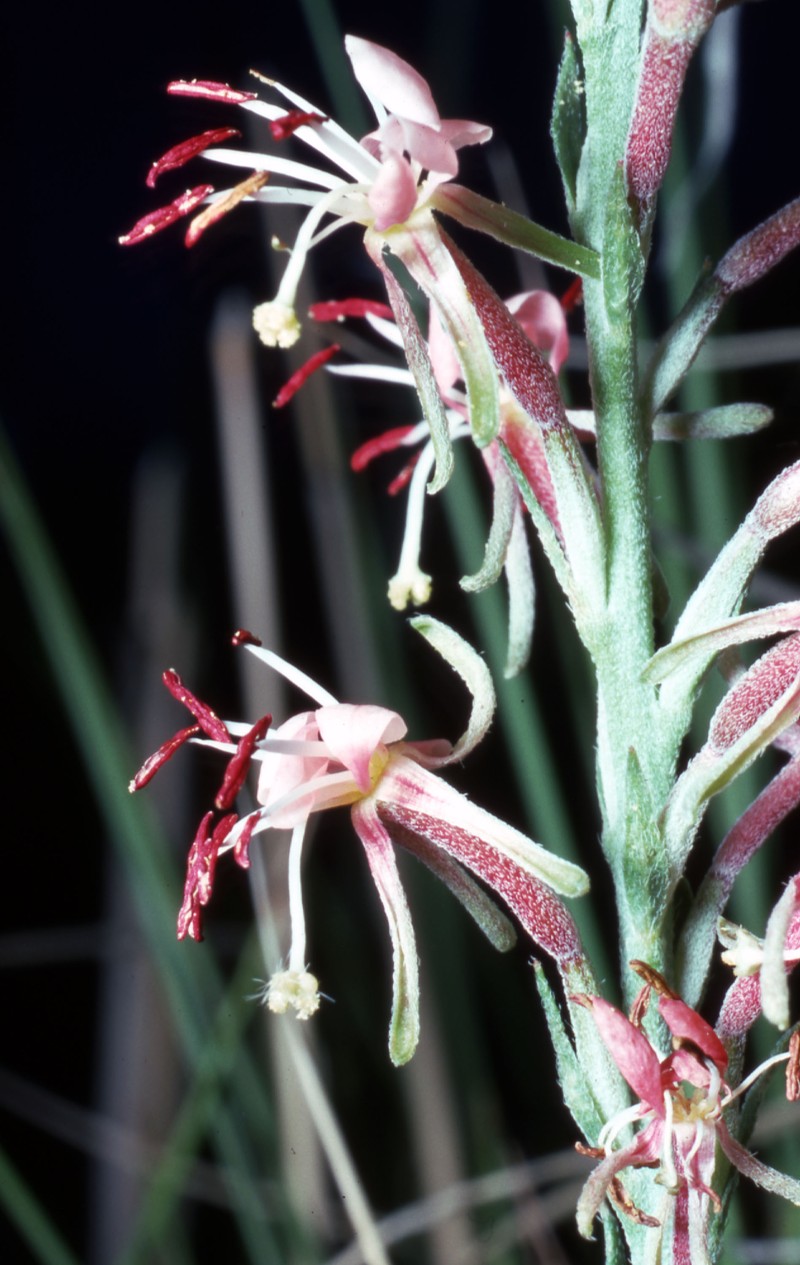 Scarlet Beeblossom photo 5